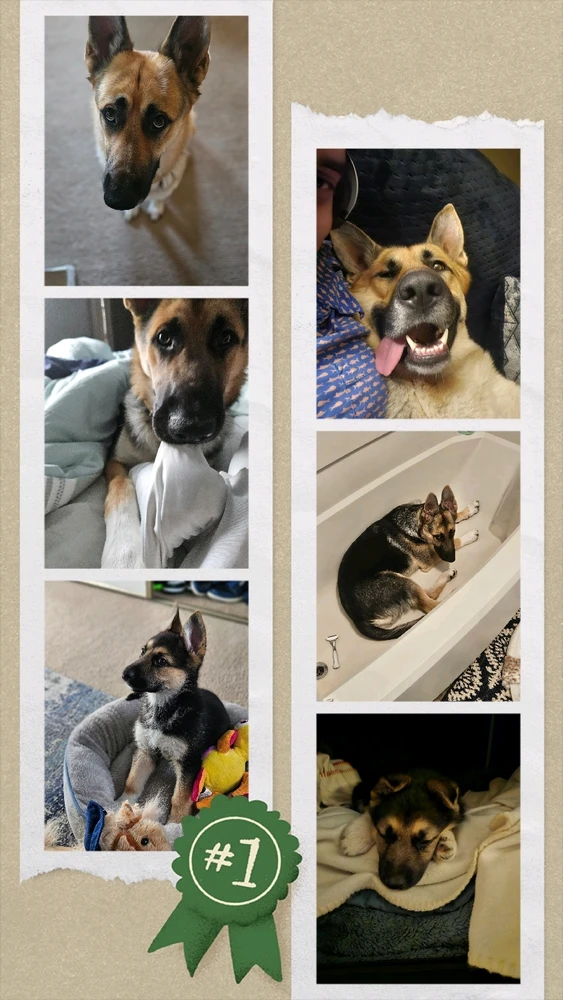 GIF uploaded by Earl