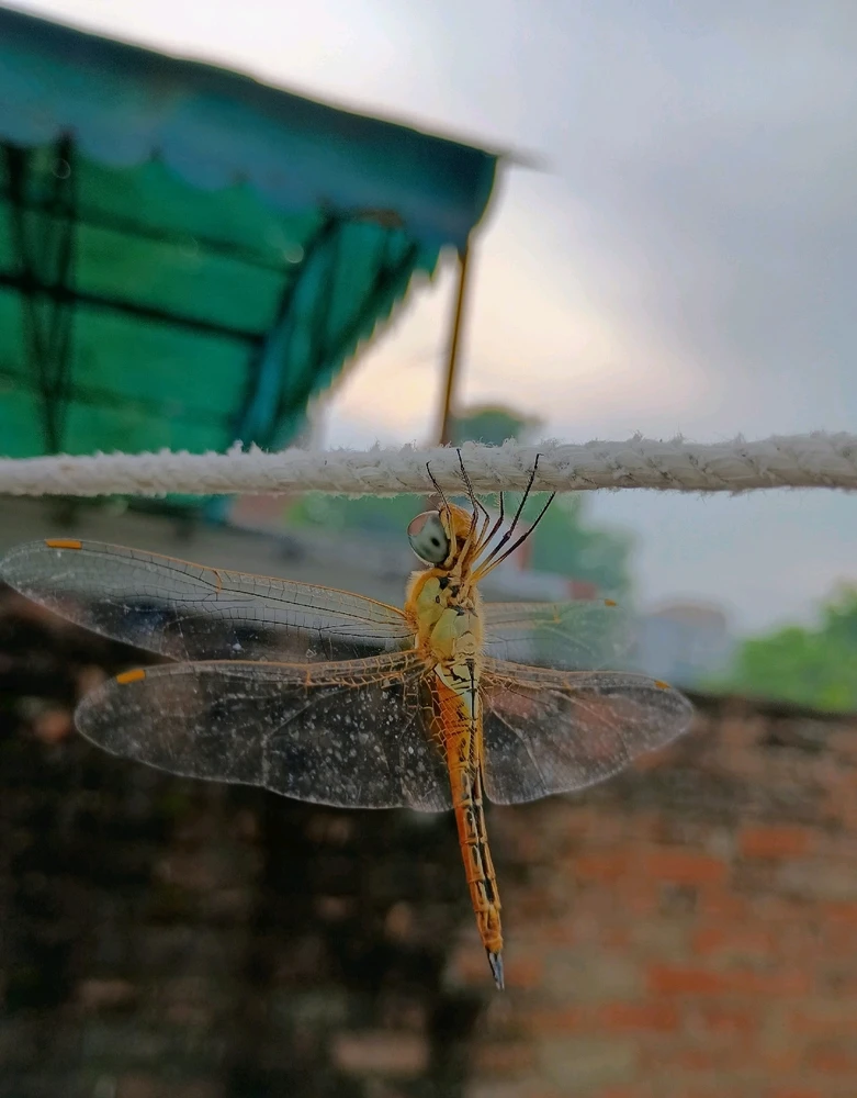 Image uploaded by Tushar