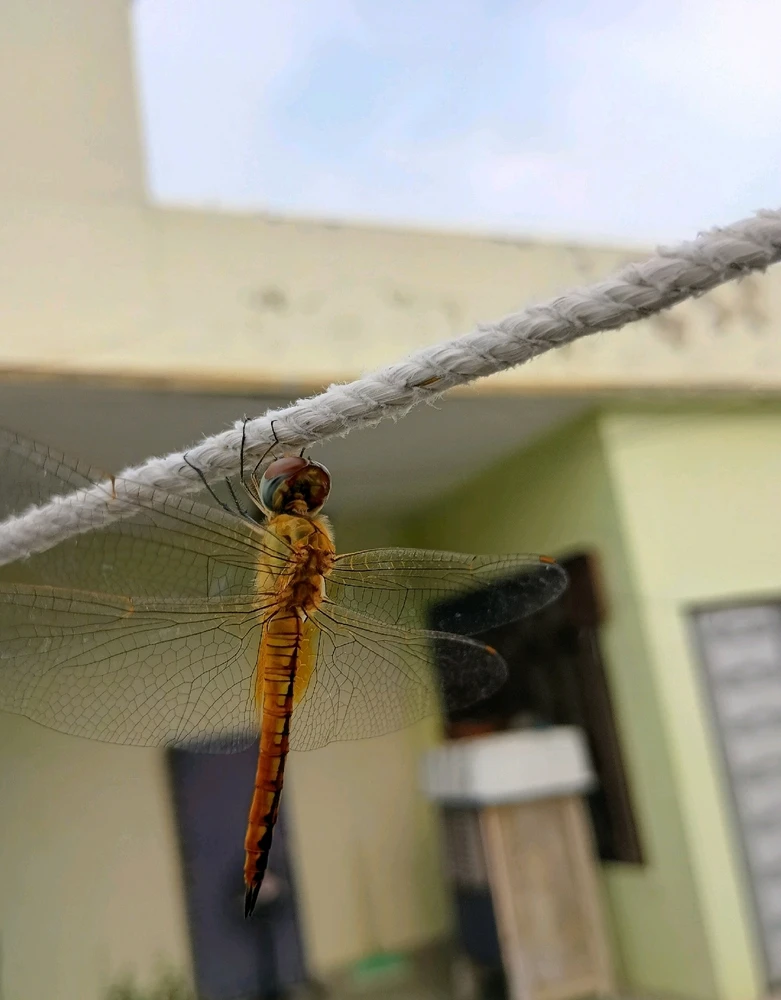 Image uploaded by Tushar