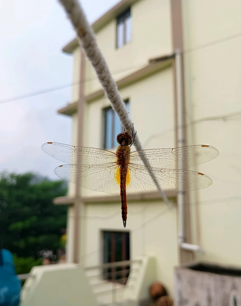 Image uploaded by Tushar