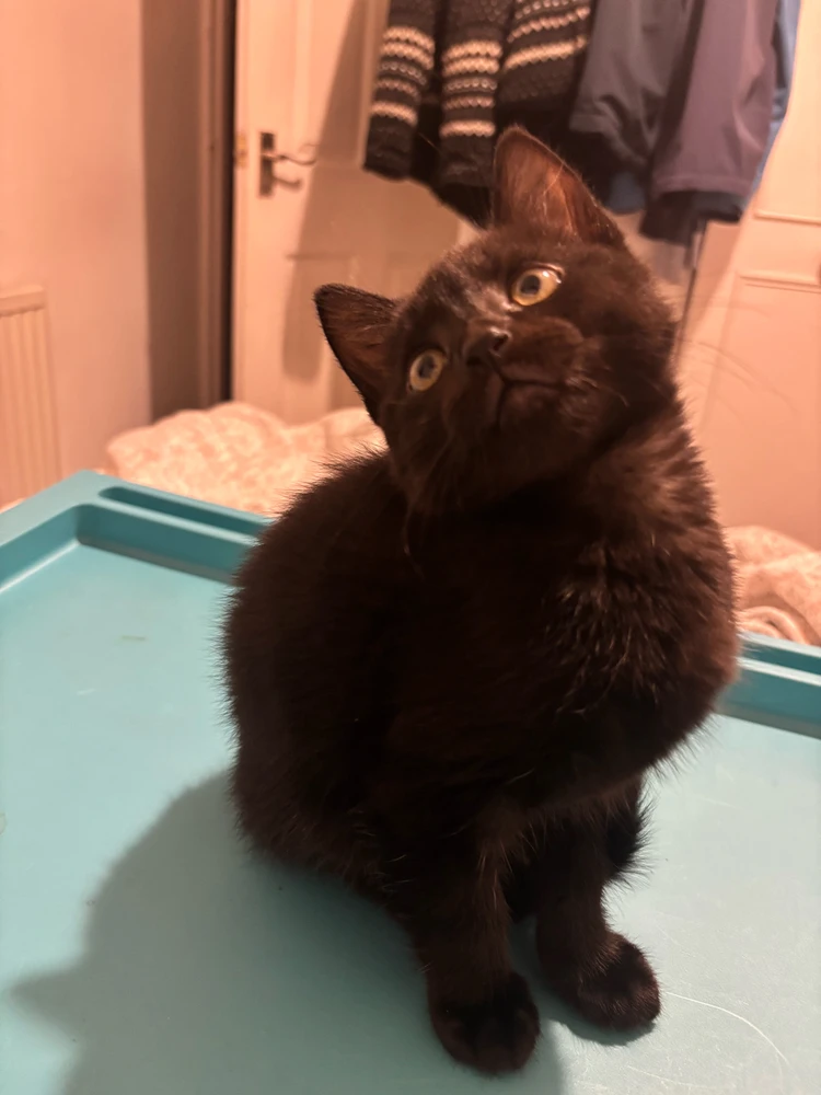 GIF uploaded by Dark