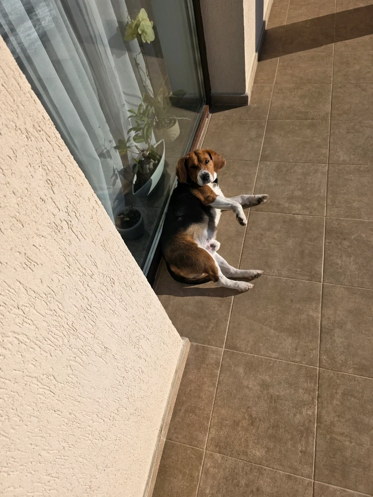 GIF încărcat de Armin