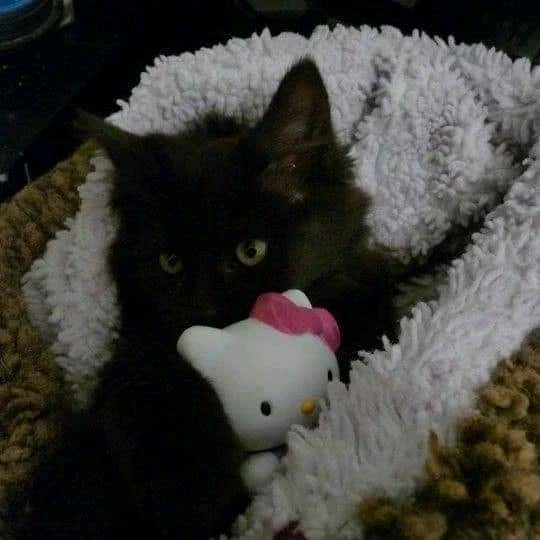 GIF enviado por - Cris 🏳️⚧️🩷