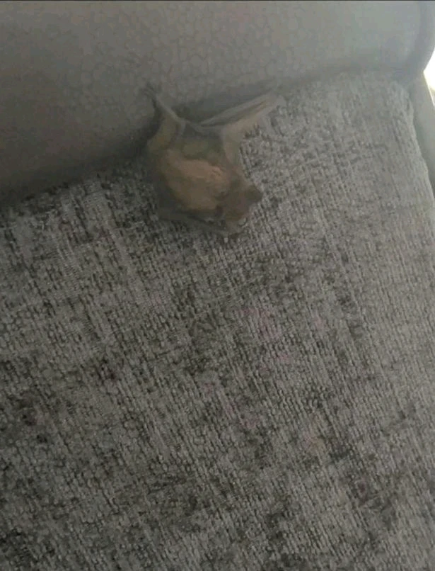 GIF uploaded by DezzieDee