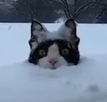 Image uploaded by Kaissy