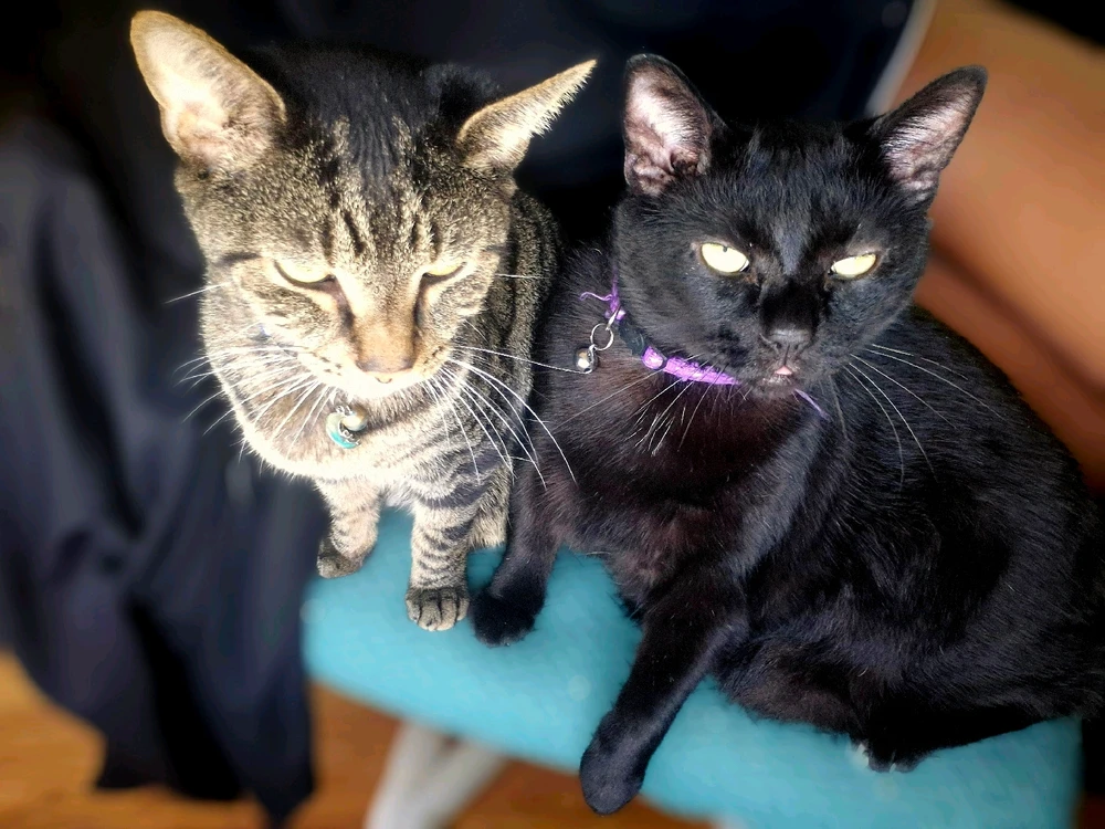 GIF uploaded by Danielle