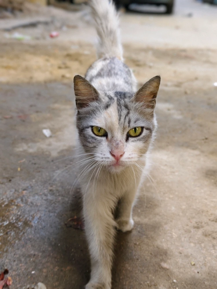 GIF uploaded by Mohamed Yousry