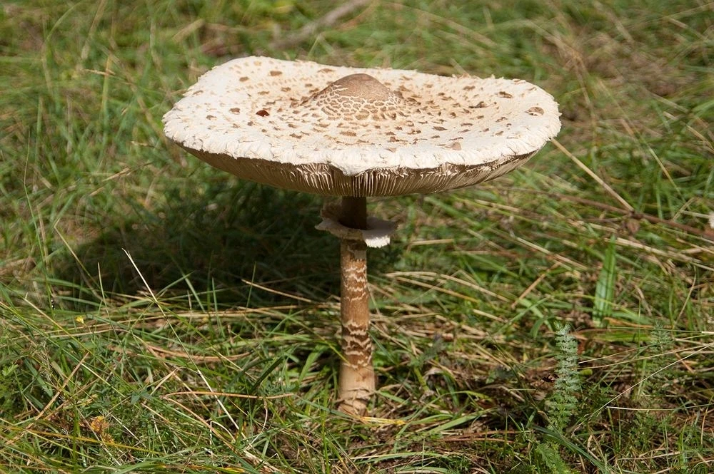 Zdjęcie dodane przez Dominik/PossumAwesome/