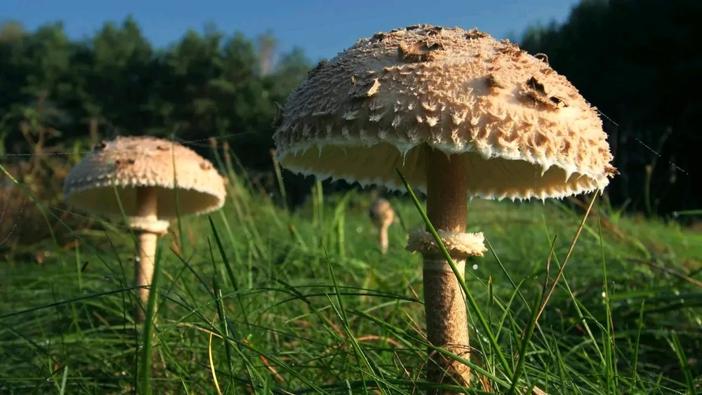 Zdjęcie dodane przez Dominik/PossumAwesome/