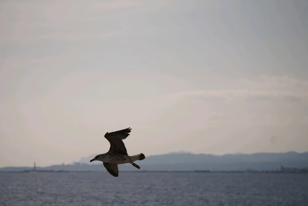 Image uploaded by Benardo