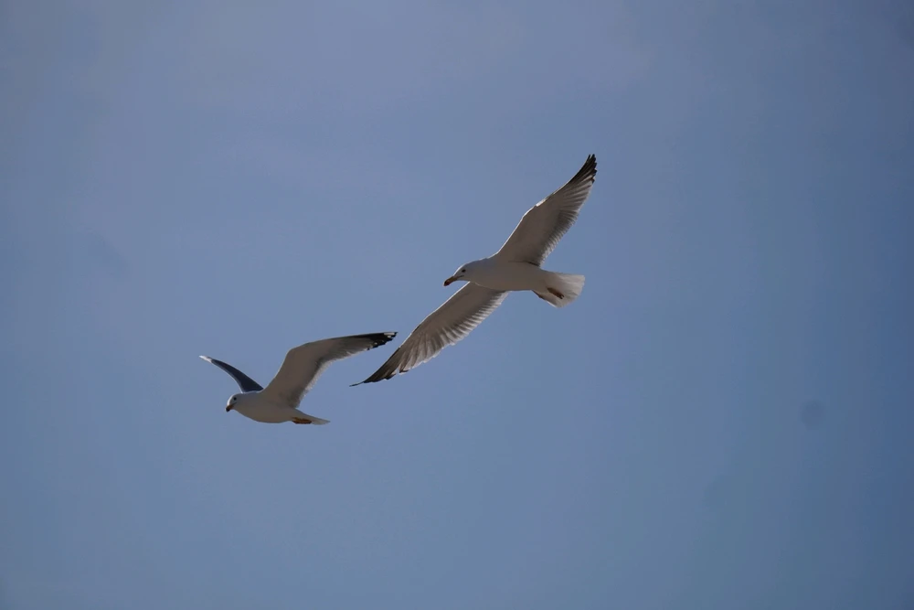 Image uploaded by Benardo