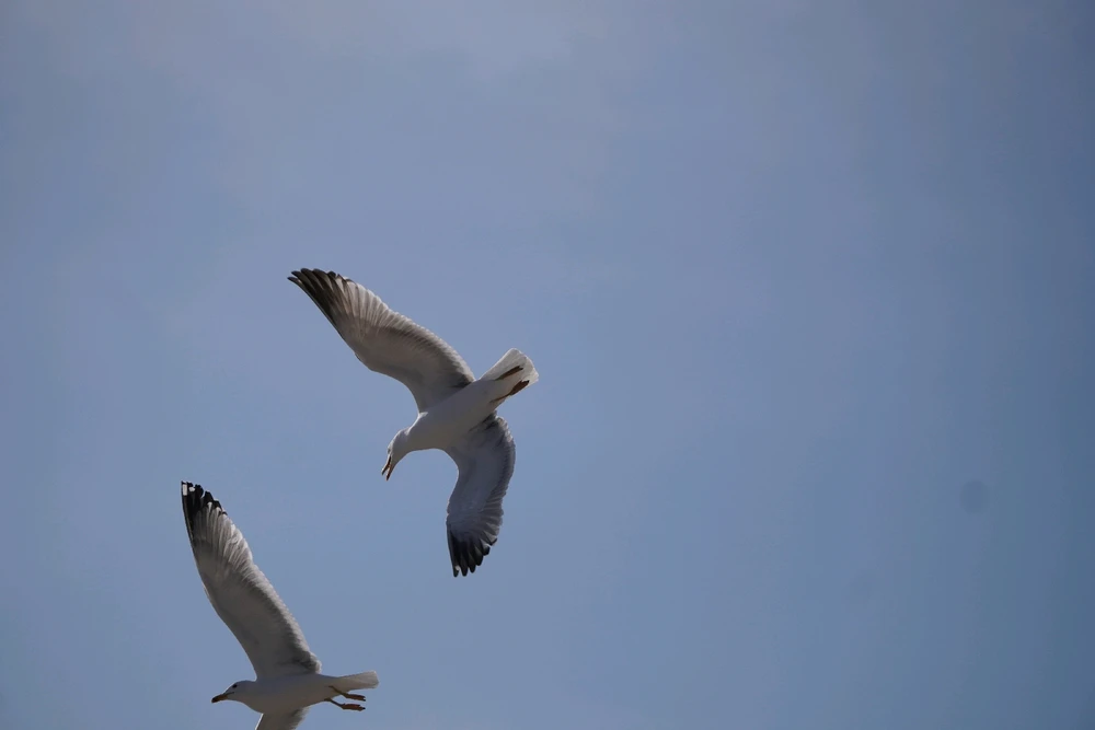 Image uploaded by Benardo