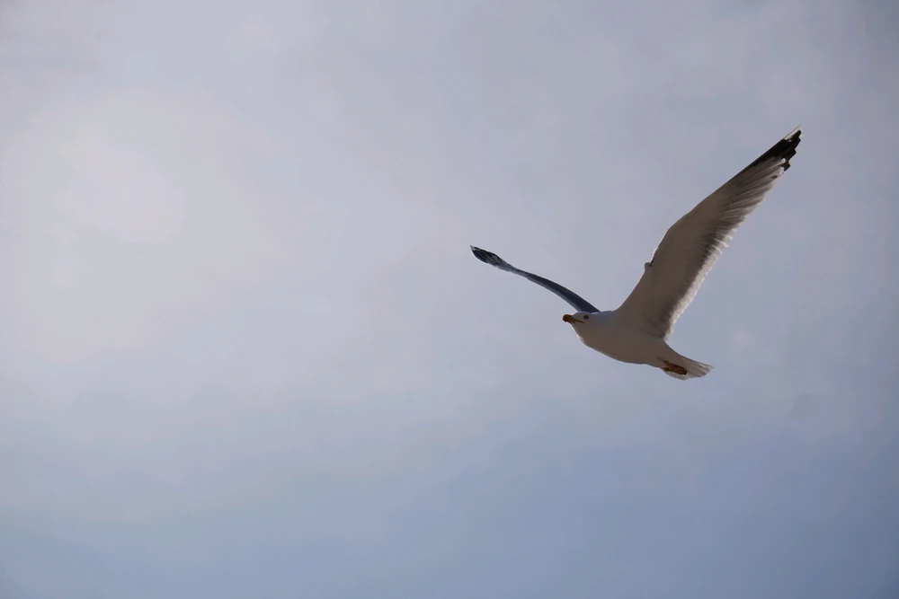 Image uploaded by Benardo