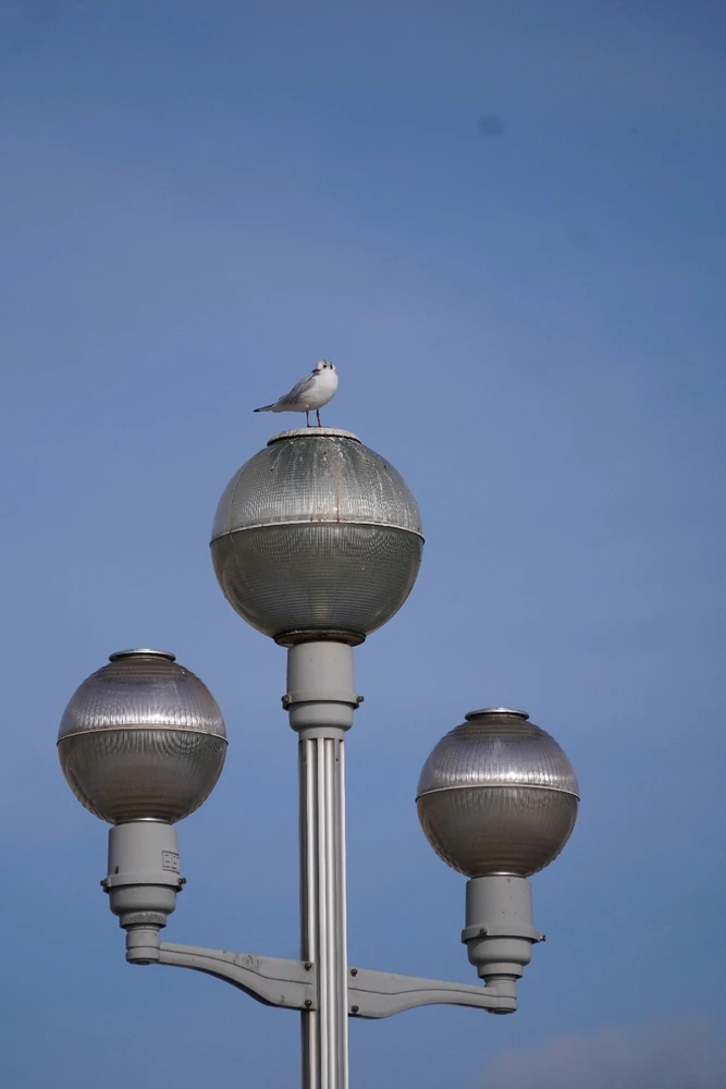 Image uploaded by Benardo