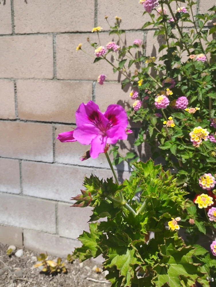 Gambar diunggah dening Crissy