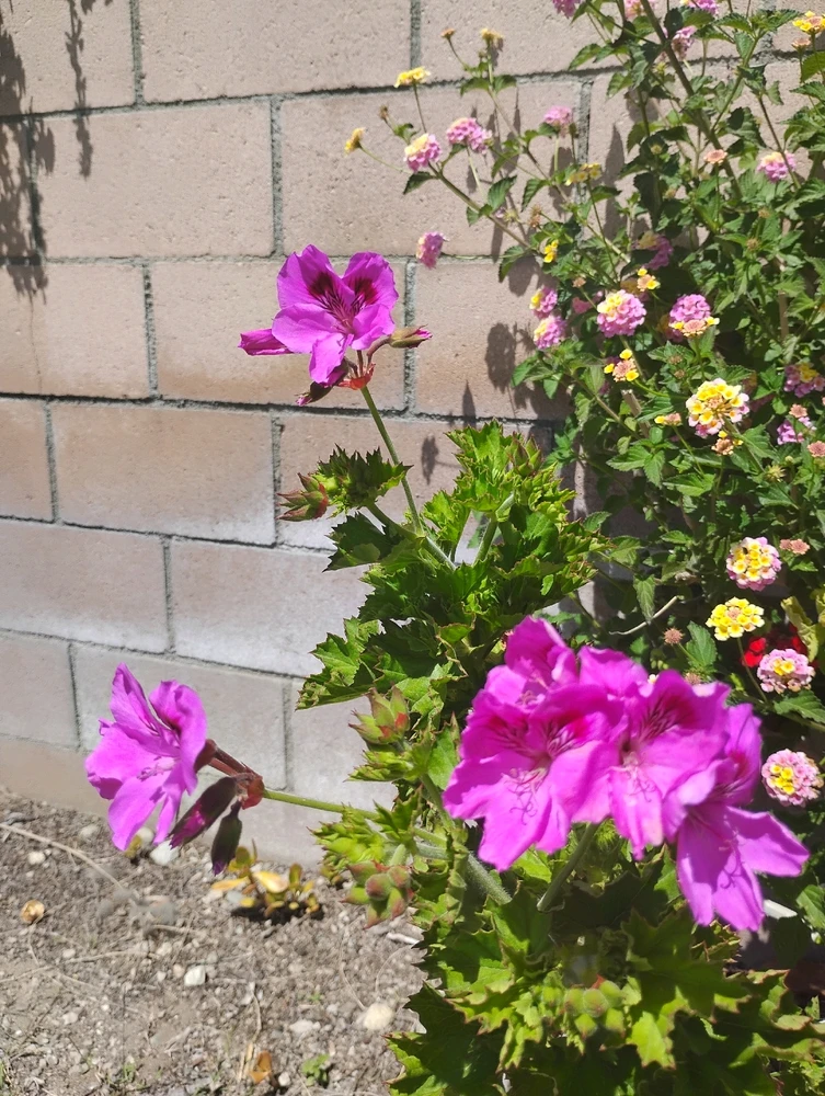 Gambar diunggah dening Crissy