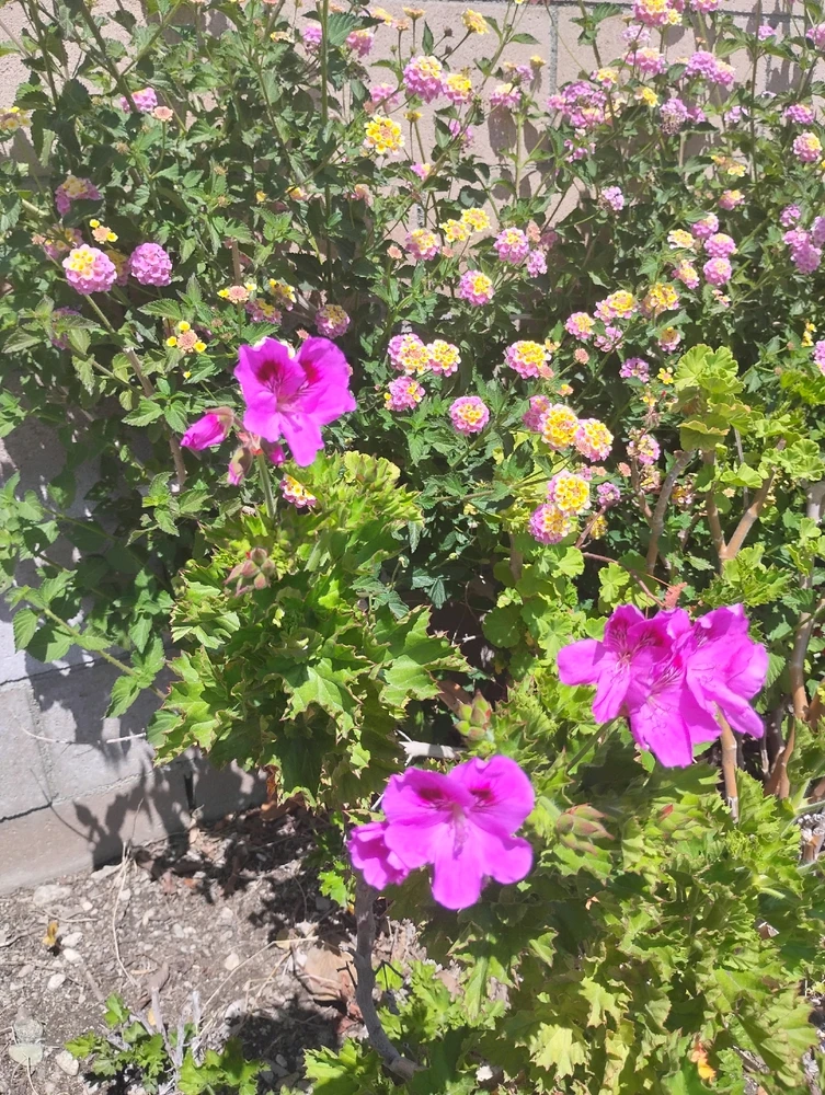 Gambar diunggah dening Crissy