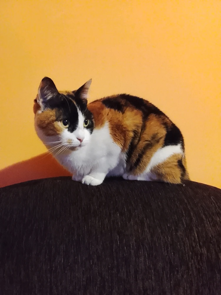 GIF încărcat de Korin