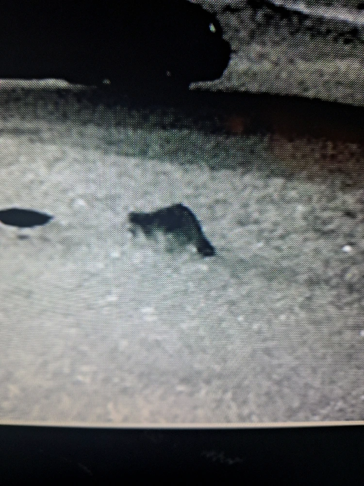 GIF uploaded by tyler thomason