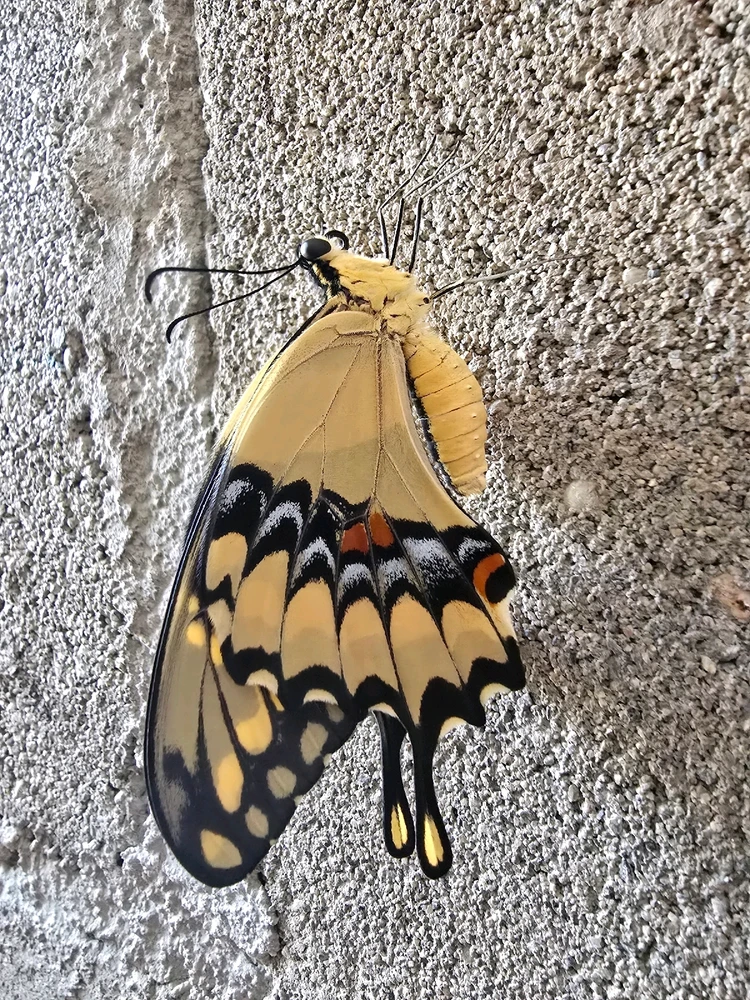 GIF subido por Eduardo