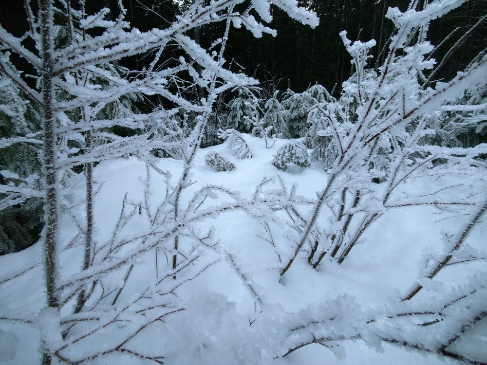 Image uploaded by Sean Olson