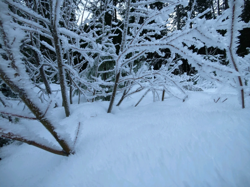 Image uploaded by Sean Olson