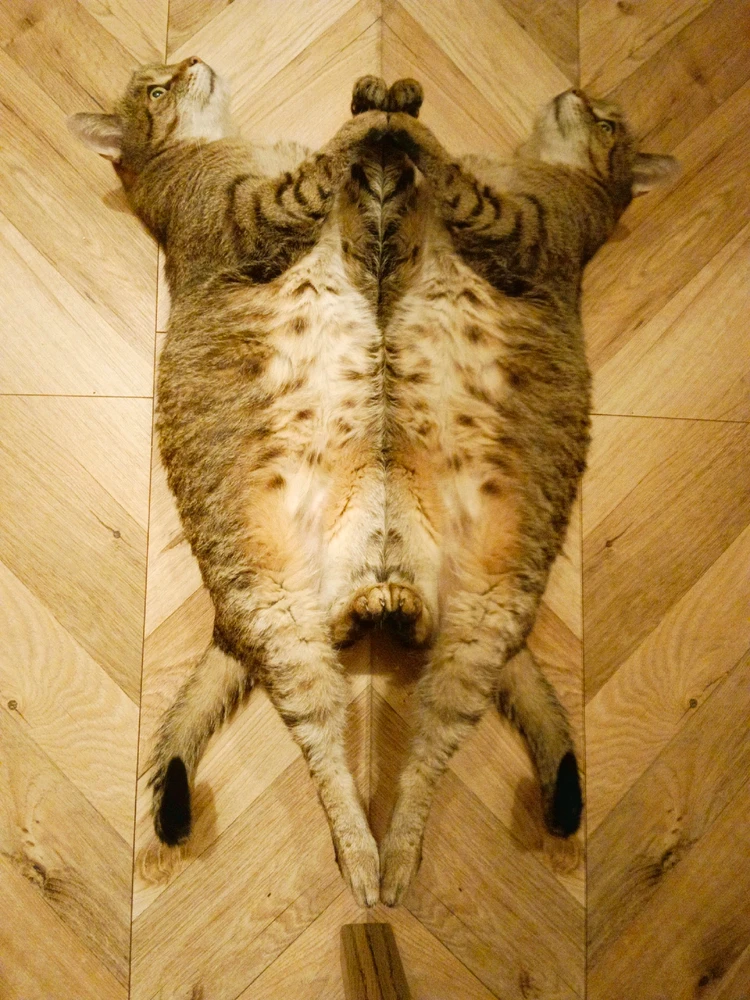 GIF hochgeladen von Kevin