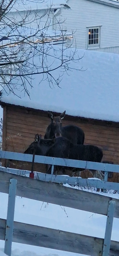 Image uploaded by Tor Helge