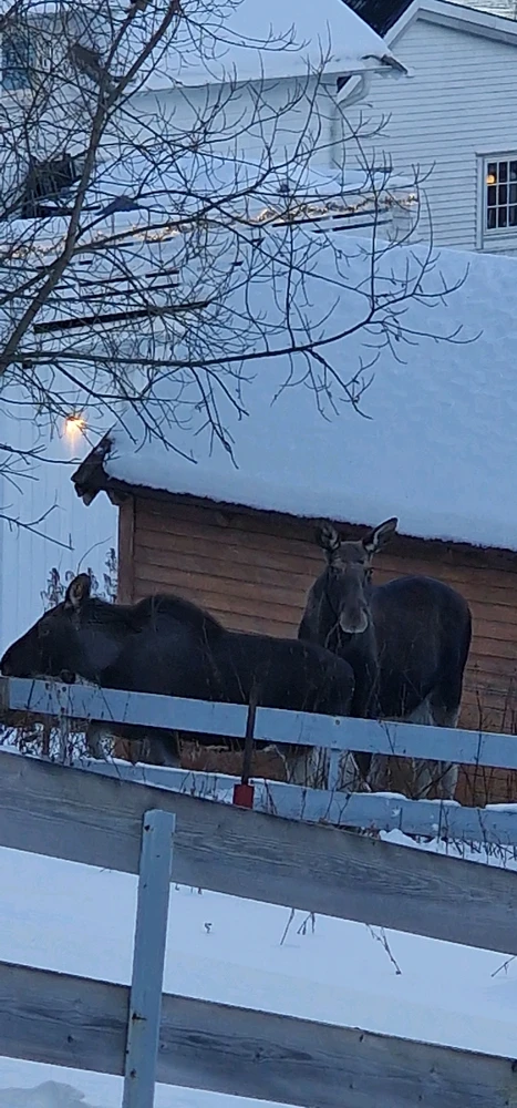 Image uploaded by Tor Helge