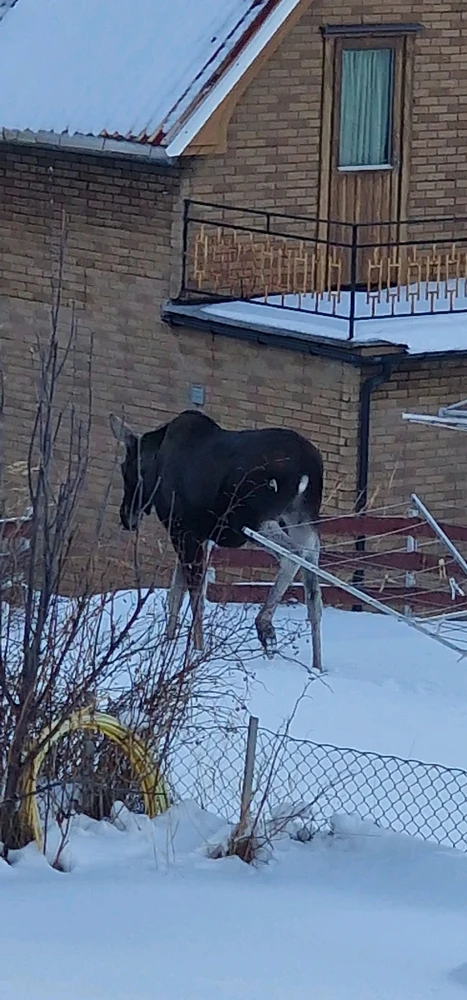 Image uploaded by Tor Helge