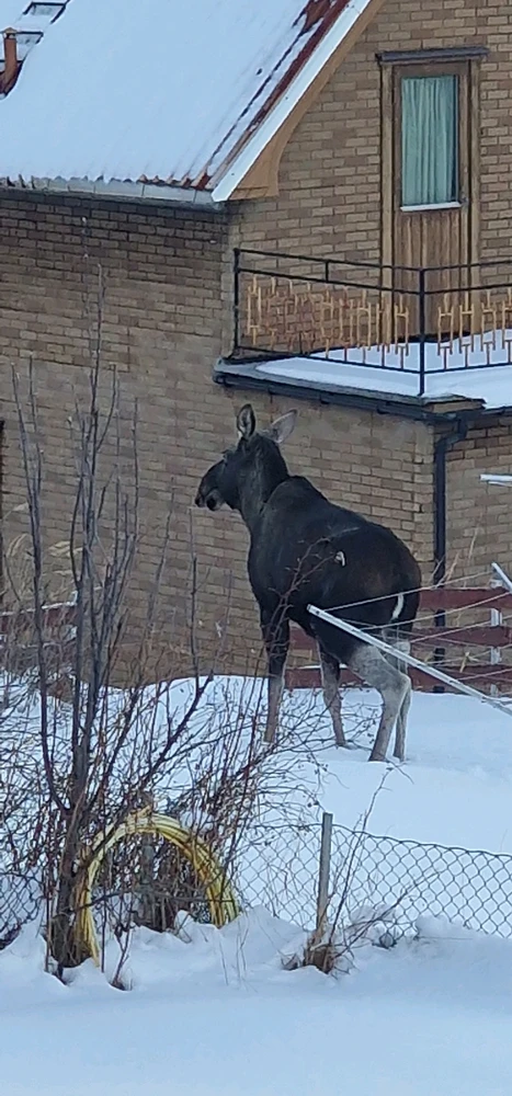 Image uploaded by Tor Helge