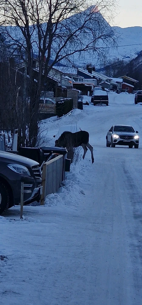 Image uploaded by Tor Helge