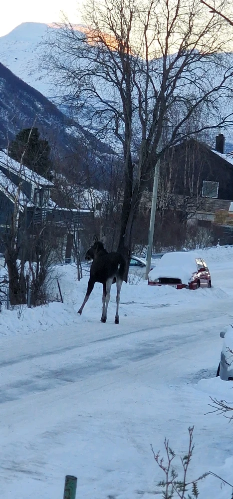 Image uploaded by Tor Helge