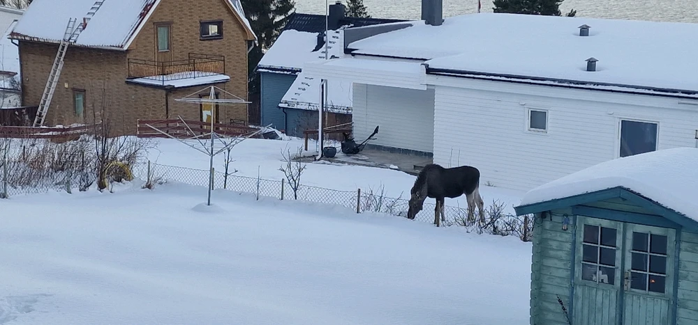 Image uploaded by Tor Helge