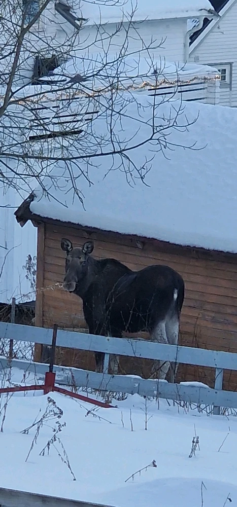 Image uploaded by Tor Helge