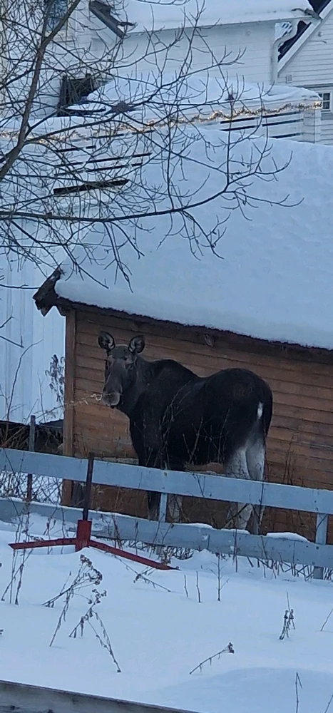Image uploaded by Tor Helge