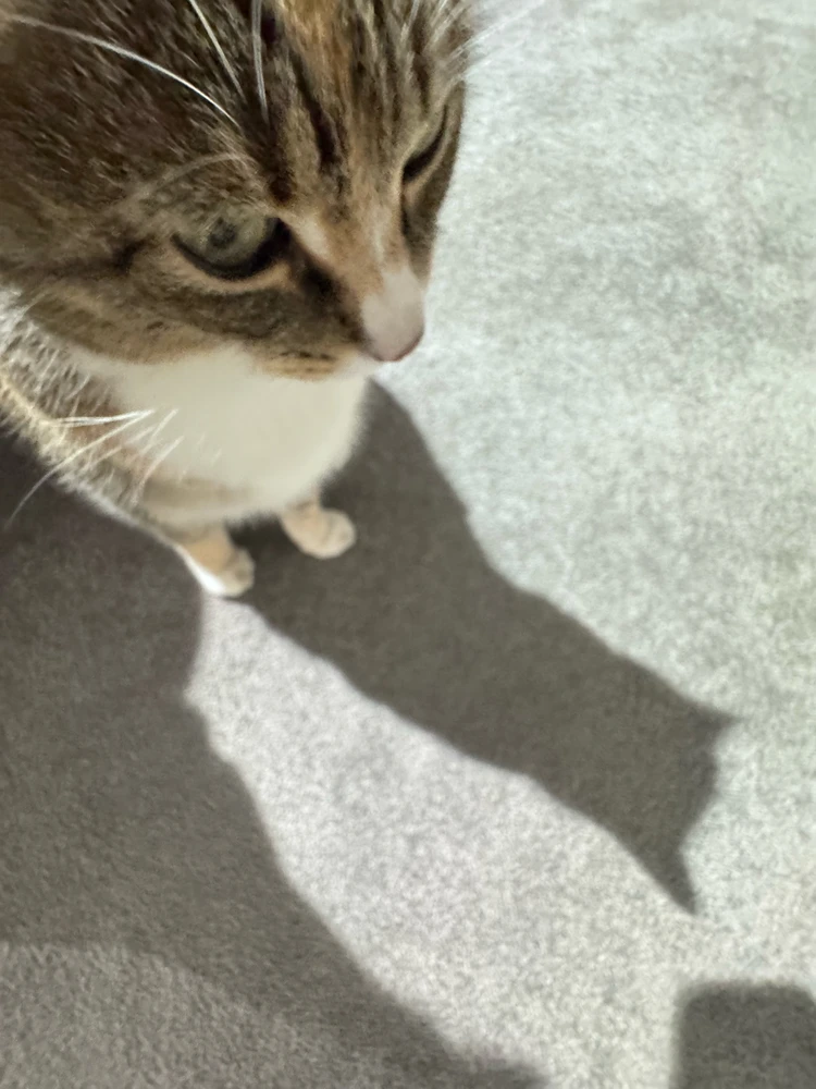 Image uploaded by Simmy