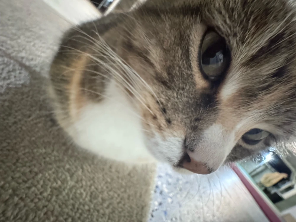 Image uploaded by Simmy