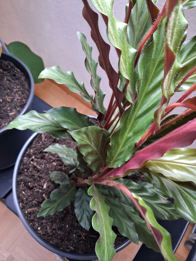 Bild hochgeladen von Ramon