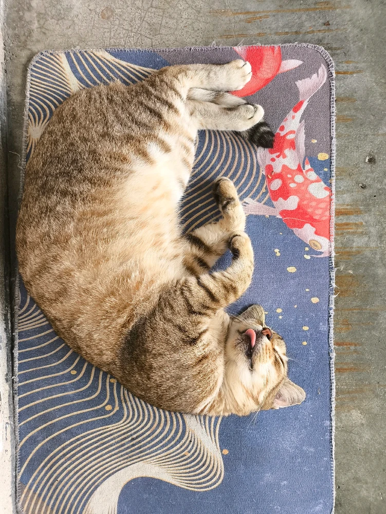 GIF uploaded by Thanesh