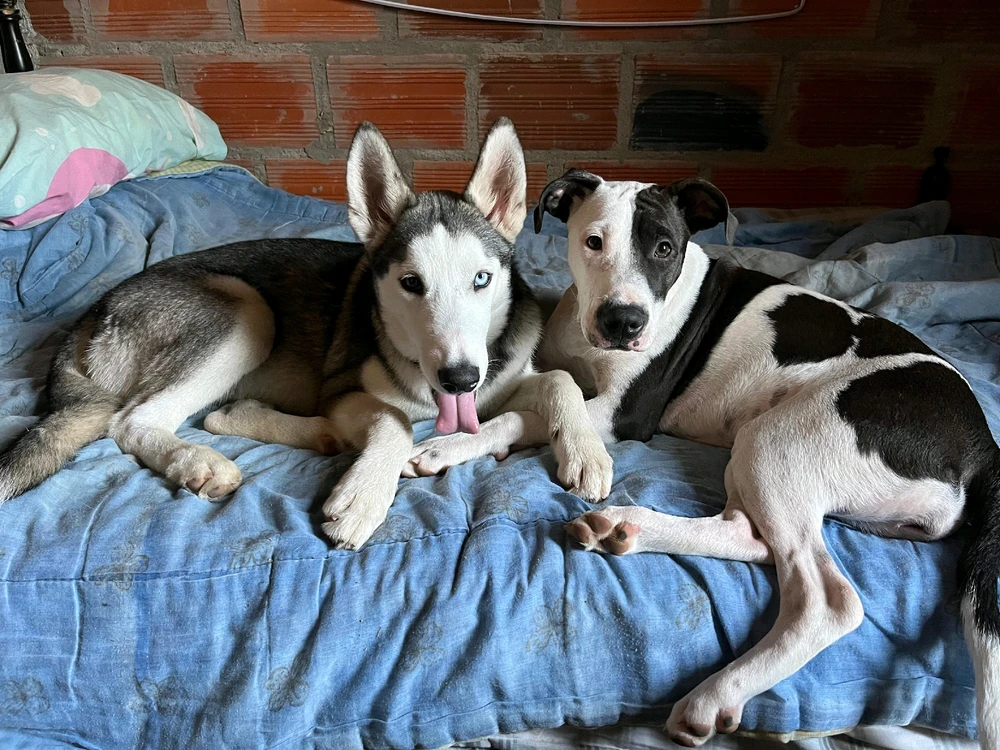 GIF subido por Cristhian David Montaño Vargas