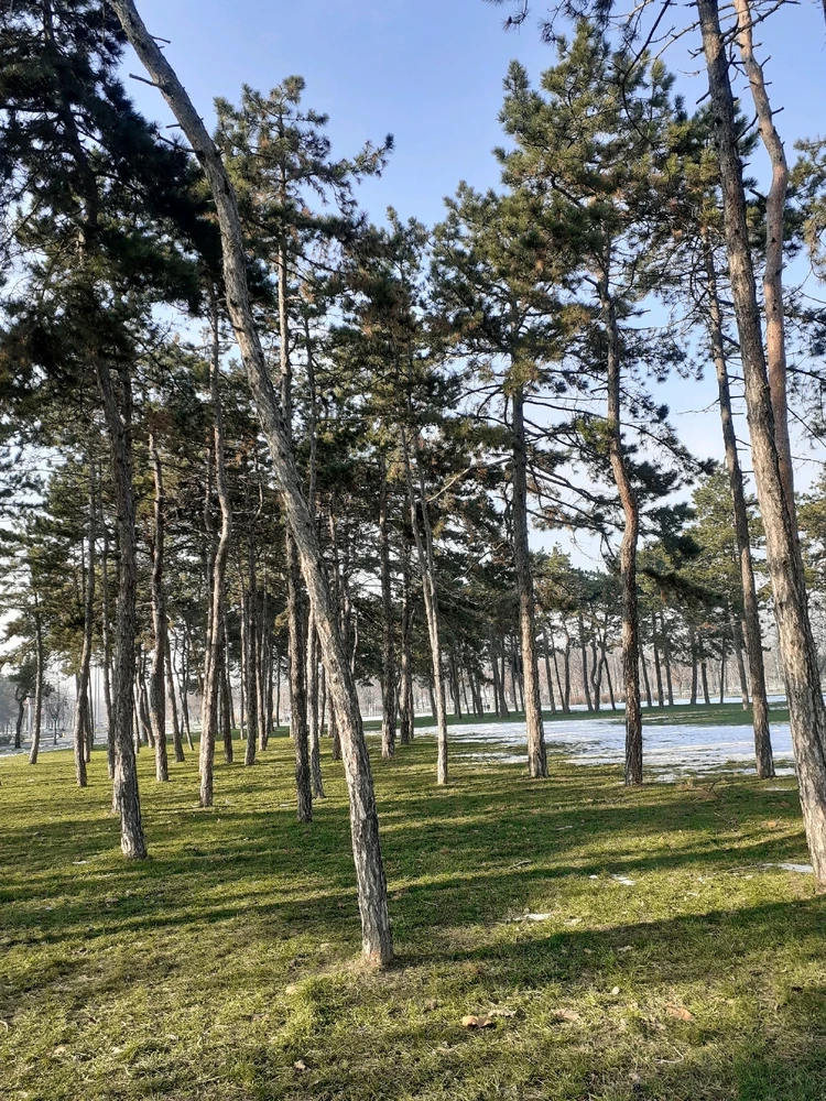 Image uploaded by Vladimir