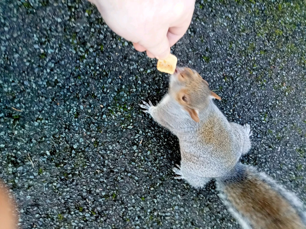 GIF uploaded by GAS 🏴