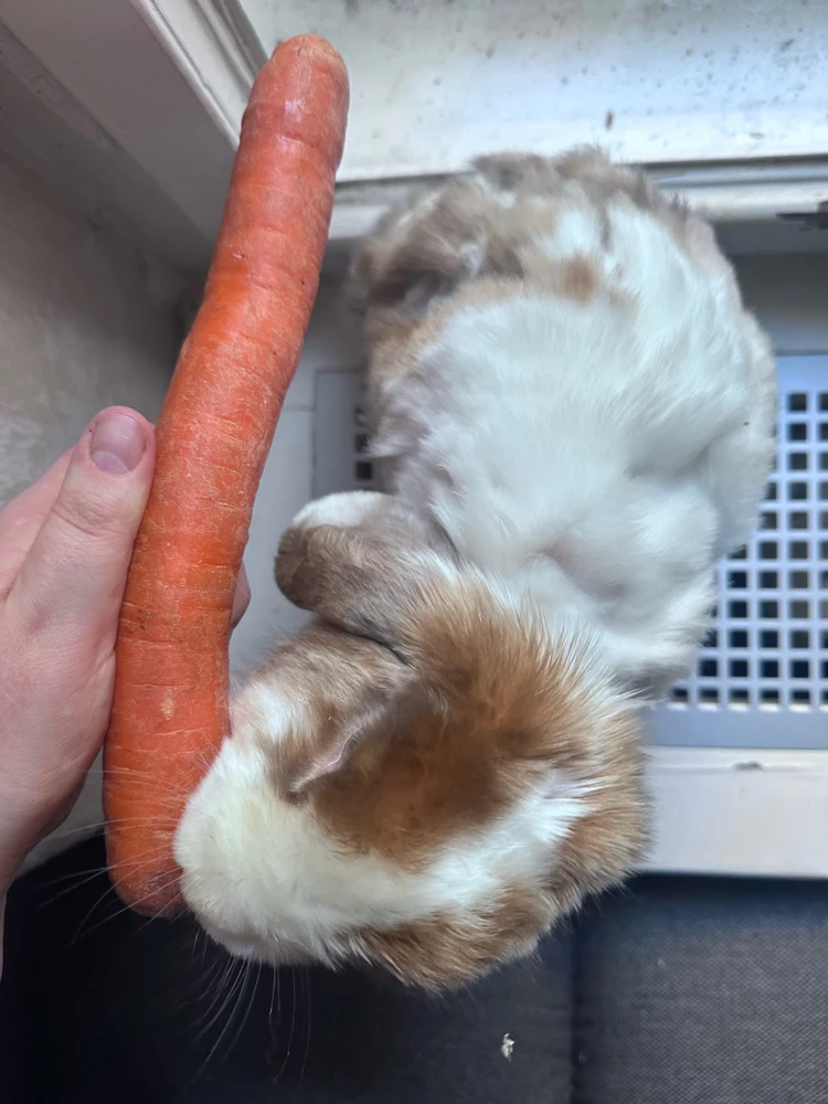 GIF hochgeladen von Tara