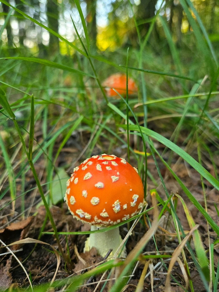 Image uploaded by Ruslan