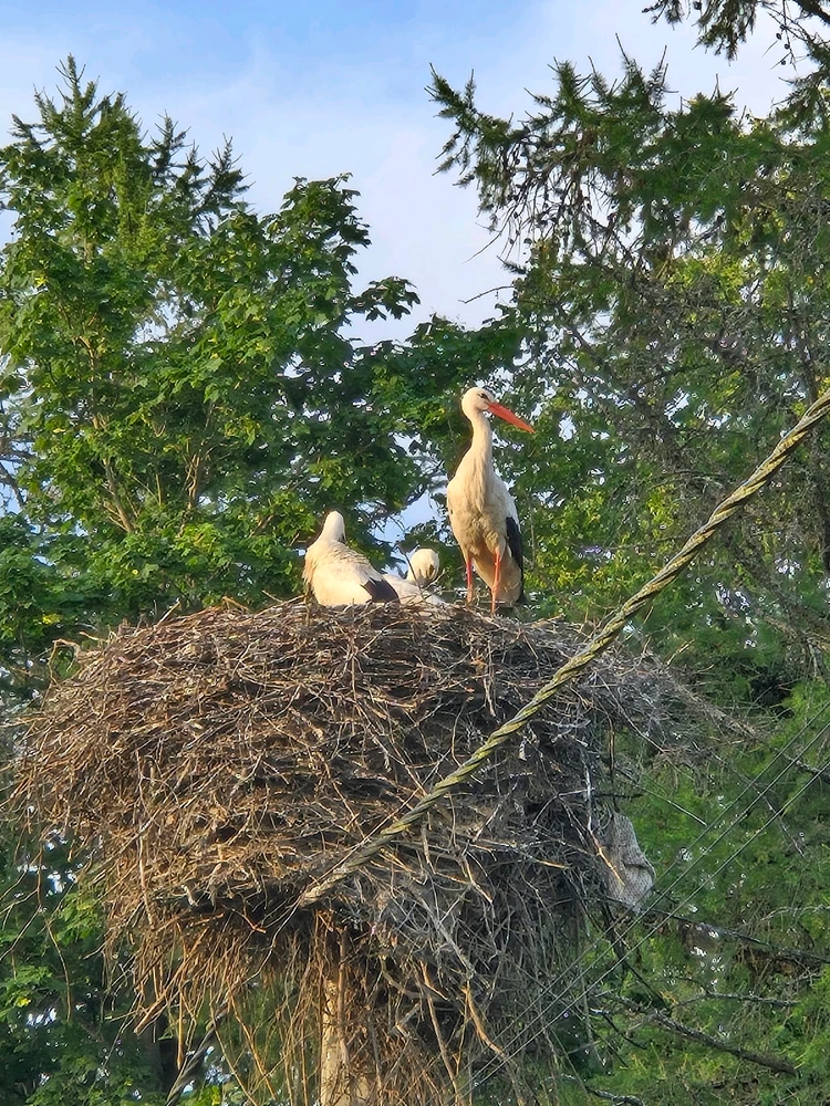 Image uploaded by Ruslan