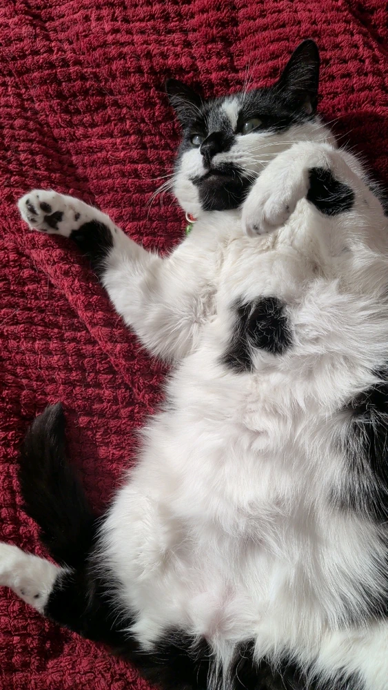 GIF uploaded by Sabreena