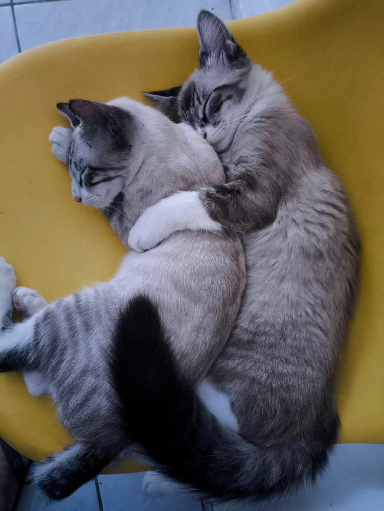 GIF enviado por Joel 💻