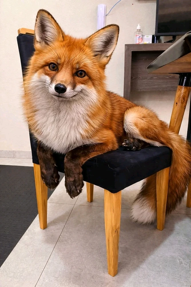 GIF uploaded by Kushy