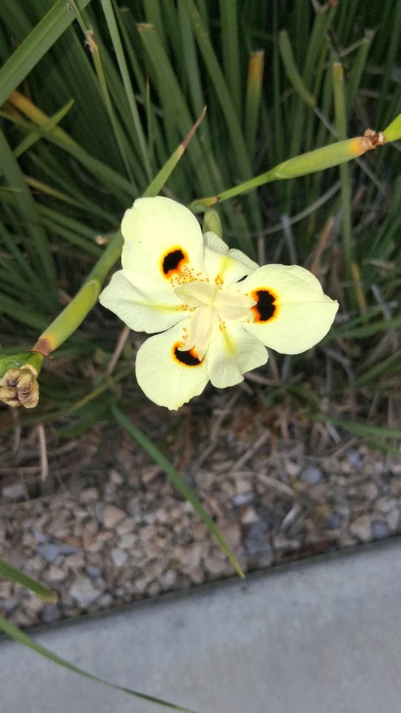 Image uploaded by Rubio Cube